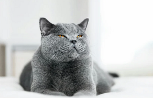 Katze
