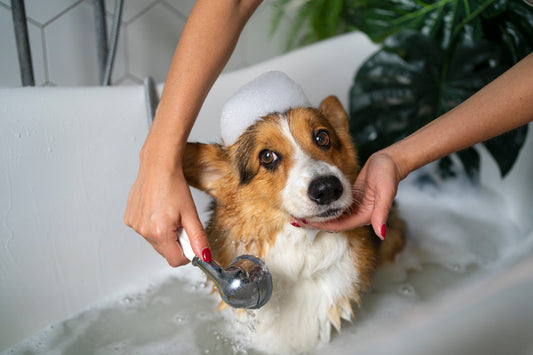 Die beste Bürste für Hunde & Katzen – So findest du die richtige! 🐶🐱