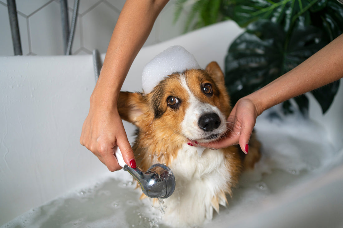 Die beste Bürste für Hunde & Katzen – So findest du die richtige! 🐶🐱