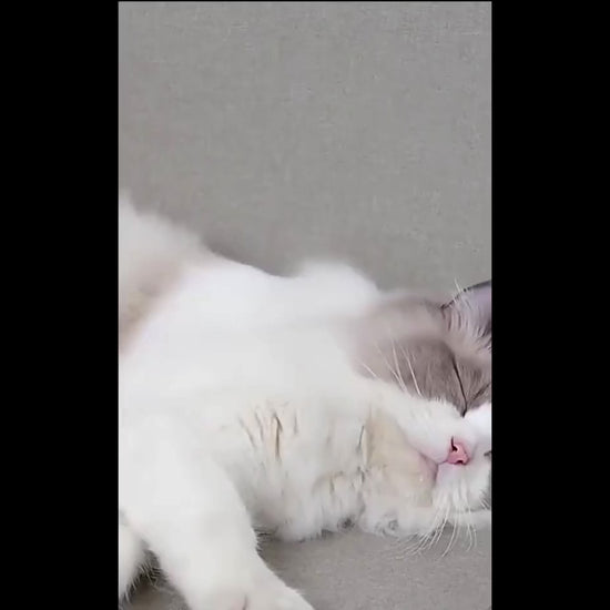 Katzenbürste zur Entfernung von Unterwolle