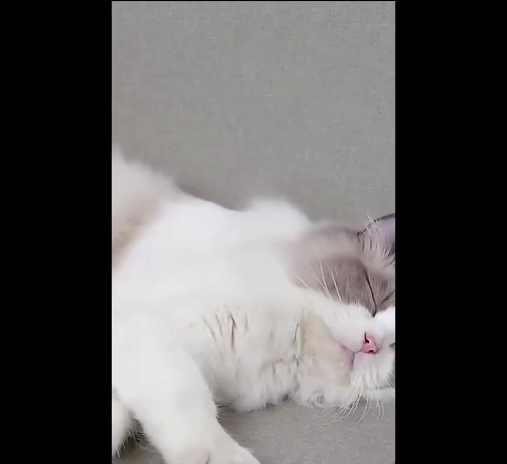 Katzenbürste zur Entfernung von Unterwolle